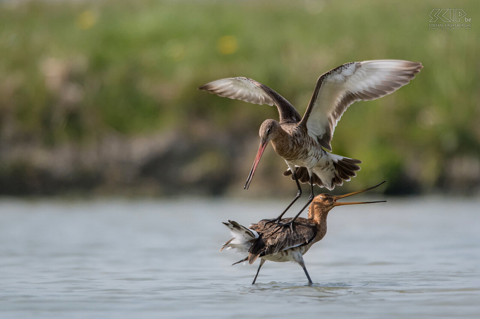 Grutto's De grutto (Black-tailed godwit, Limosa limosa) is een prachtige steltloper en een weidevogel bij uitstek. Ze overwinteren in Afrika maar vroeg in de lente komen ze terug naar de Lage Landen. Tijdens het broedseizoen laat de grutto spectaculaire baltsvluchten zien. Ik kon ze al baltsend en parend fotograferen in Friesland.<br />
<br />
De helft van alle grutto’s in Europa broedt in Nederland. De populatie staat echter zwaar onder druk en ze worden jammer genoeg almaar meer teruggedrongen naar weidevogelreservaten. De soort staat tegenwoordig als Gevoelig op de internationale Rode Lijst van de IUCN. Grutto's maken een onopvallend grasnest in weidelanden en leggen gemiddeld 3 à 4 eieren. Ze eten regenwormen, insecten en larven van insecten.<br />
 Stefan Cruysberghs